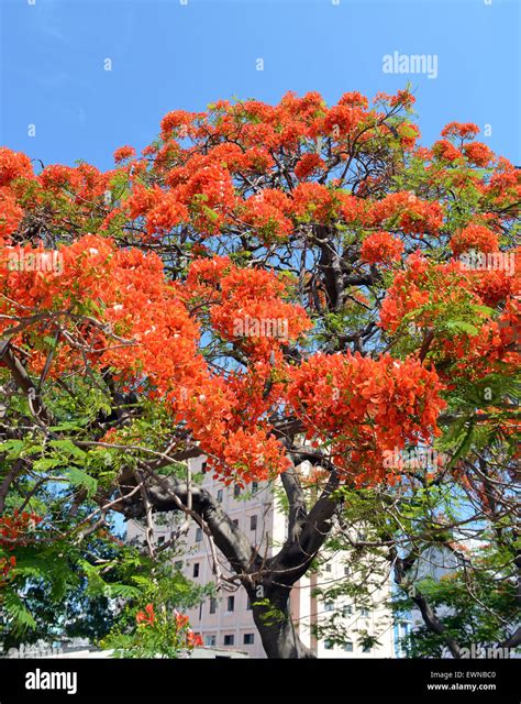 1,359 Flamboyant Tree Stock Photos & High.